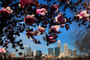 Spring flowers bloom near downtown Charlotte, NC, in early 2010. Charlotte skyline photography by Patrick Schneider Photo.com.