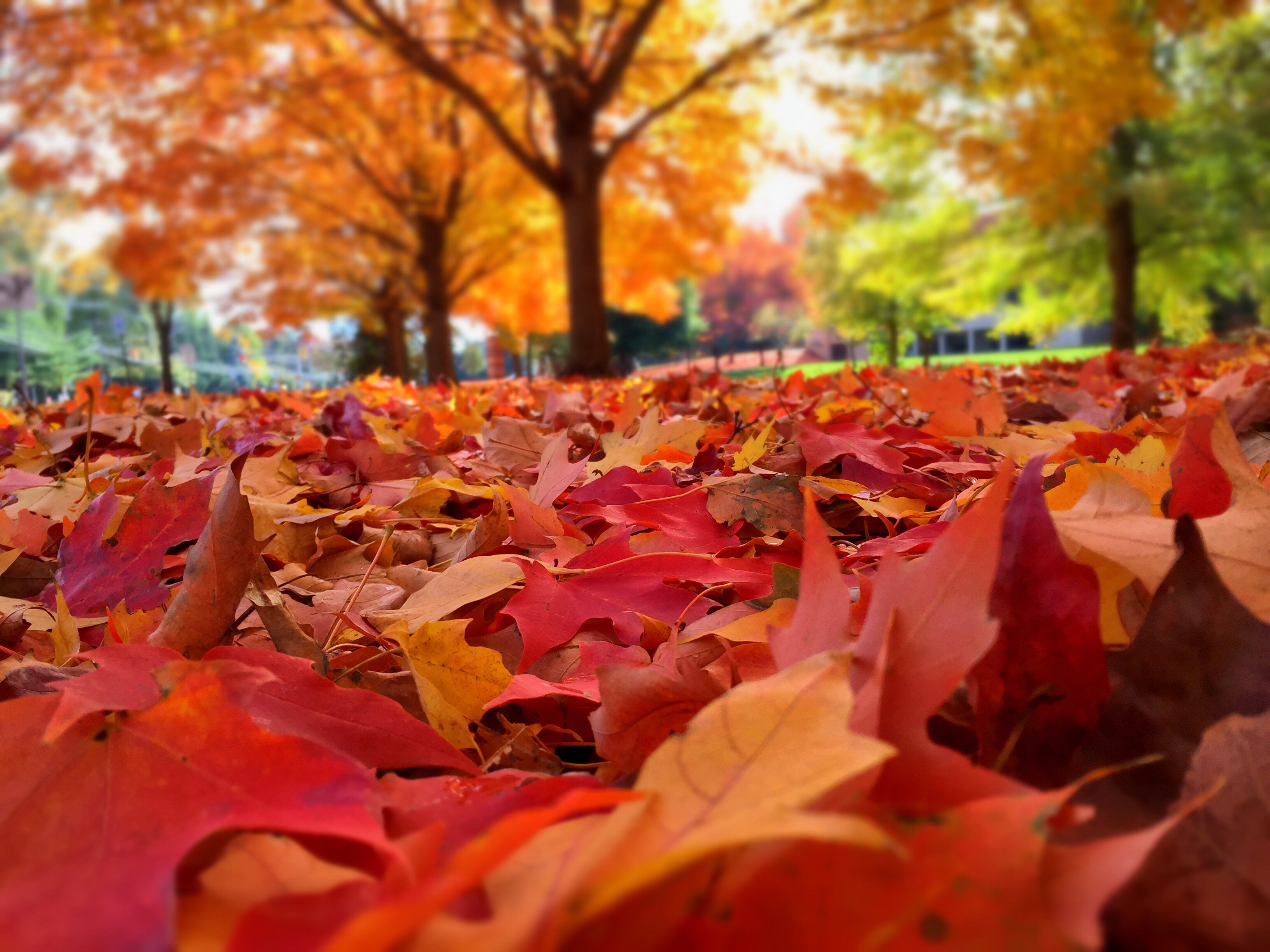 Fall Events in Charlotte Ballantyne Executive Suites